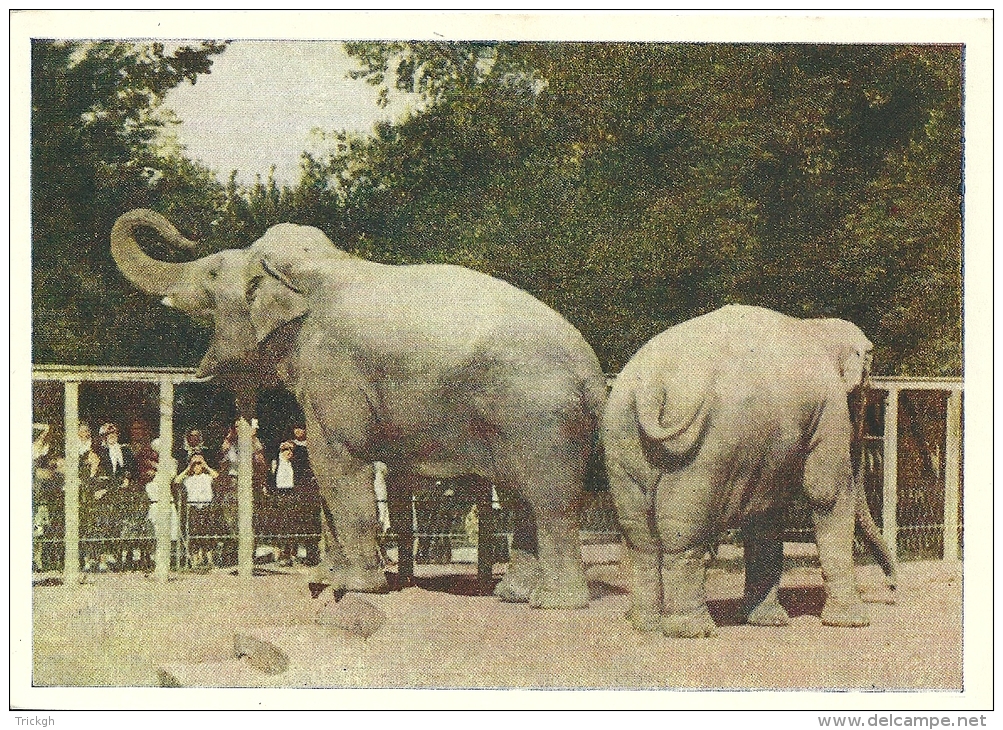 Eléphant Olifant Elephant - Éléphants