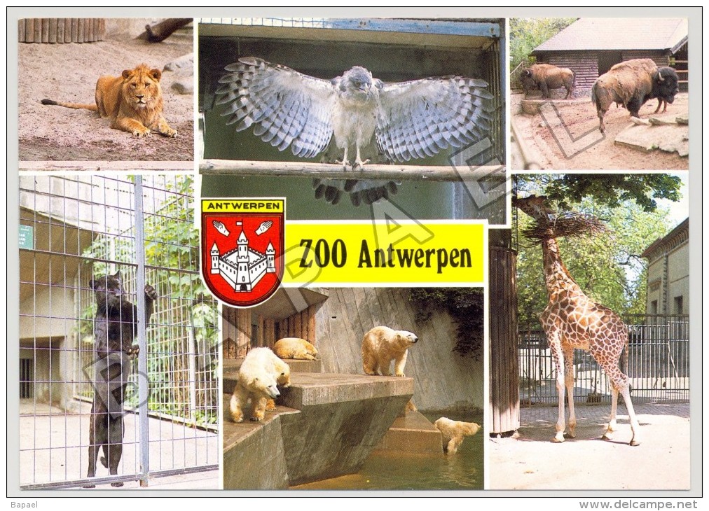 Anvers (Belgique) - Jardin Zoologique - Quelques Vues (JS) - Autres & Non Classés