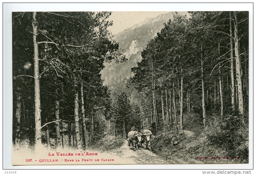 Quillan Dans La Forêt De Carach (attelage De Boeufs) - Axat