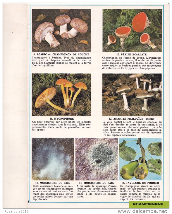 Documentation Scolaire - 1973 - Champignons - éditions ARNAUD - Animaux