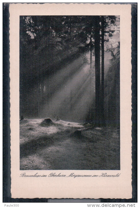 Braunlage - Morgensonne Im Harzwald - Harz - Braunlage