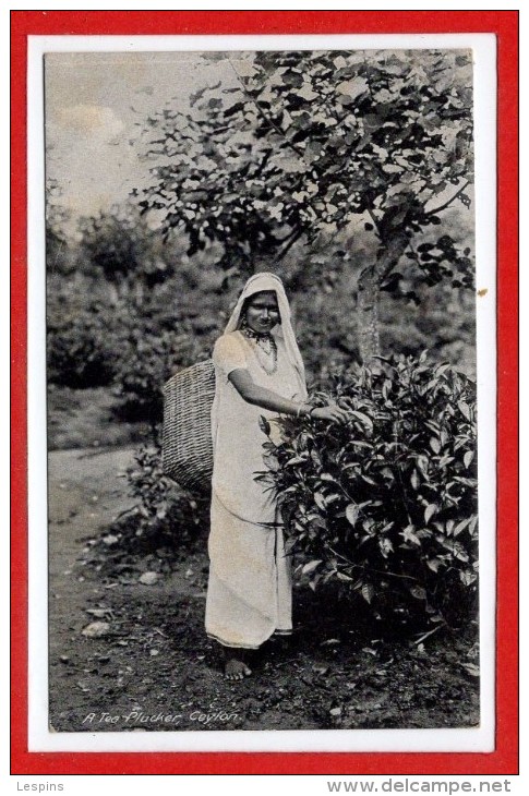 ASIE - SRI LANKA - CEYLON -- A Tea Plucker - Sri Lanka (Ceylon)
