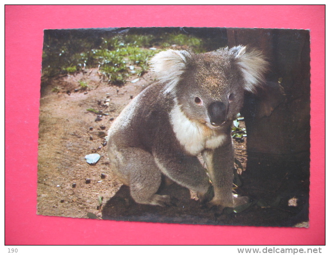 AUSTRALIAN KOALA - Outback