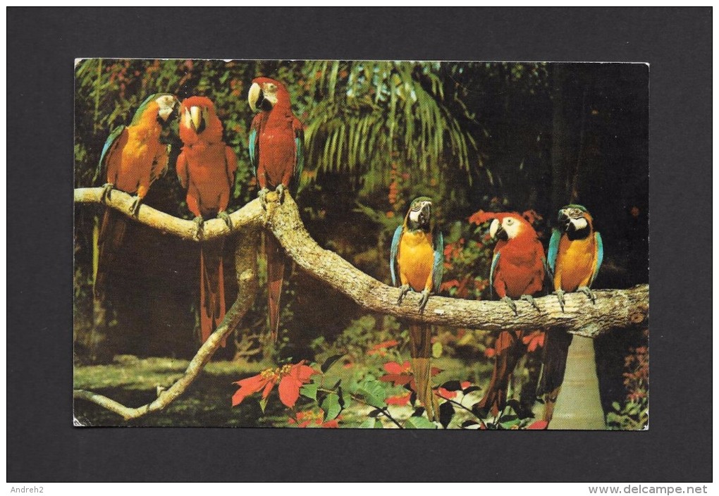 ANIMAUX - ANIMALS - OISEAUX - BIRDS - PARROT JUNGLE - PARROTS - PERROQUETS - PHOTO H.W. HANNAU - Oiseaux