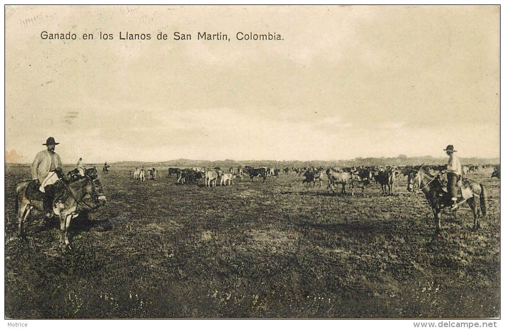 COLOMBIE -ganado En Los Lianos De San Martin (colombia). - Colombie