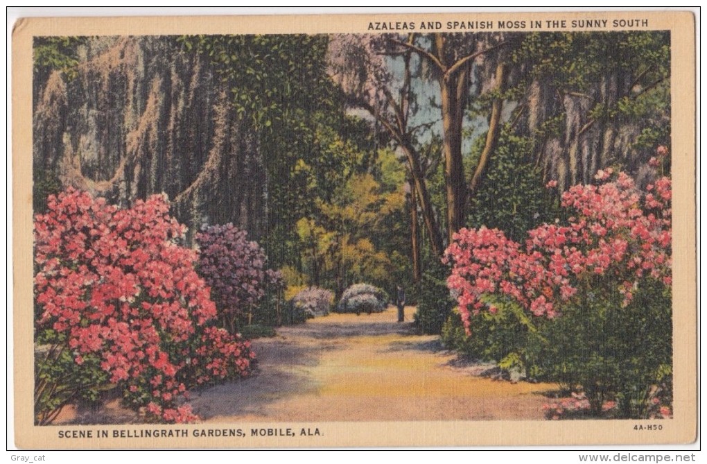 USA, Azaleas And Spanish Moss, Bellingrath Gardens, Mobile, Alabama, Linen Postcard [16635] - Mobile