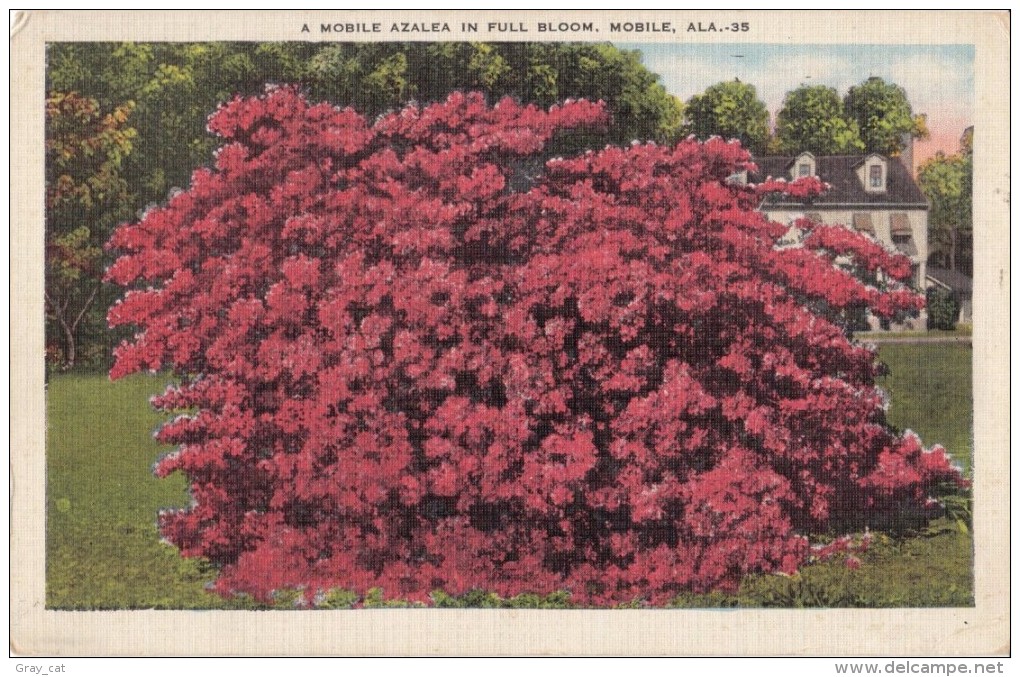 USA, A Mobile Azalea In Full Bloom, Mobile, Alabama, Linen Postcard [16636] - Mobile