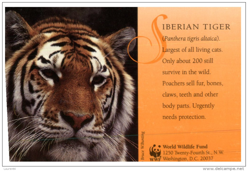 (999) WWF Siberian Tiger - Tijgers