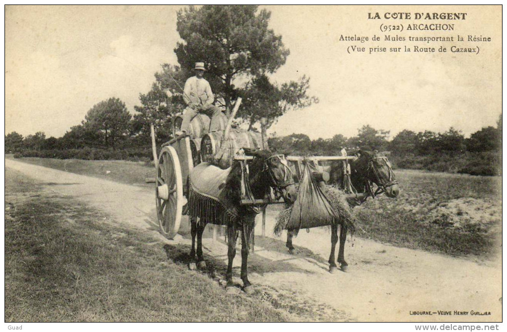 LA TESTE  ROUTE DE CAZAUX ATTELAGE DE MULES TRANSPORTANT LA RESINE - Autres & Non Classés