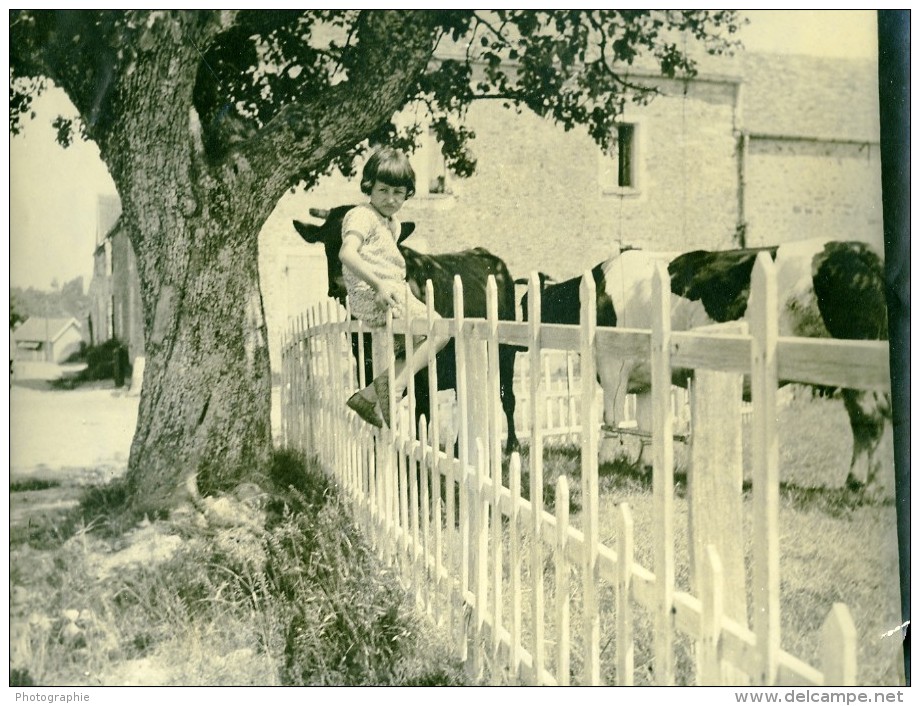 France Campagne Enfance Scene De Detente Fillette Sur Une Cloture Vaches Ancienne Photo 1925 - Lieux