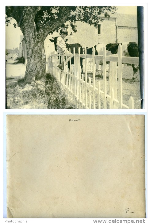 France Campagne Enfance Scene De Detente Fillette Sur Une Cloture Vaches Ancienne Photo 1925 - Lieux