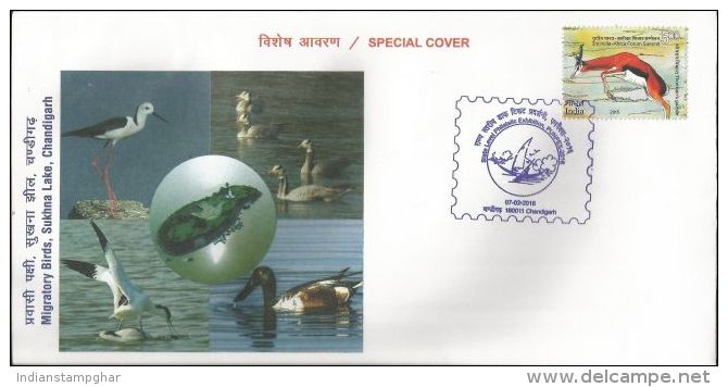 Special Cover,Blacked Winged Stilt, Bar Headed Geese, Pied Avocet, Northern Shoveler, Migratory Birds - Ganzen