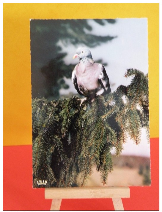 Oiseaux Exotiques - Pigeon Voyageur - Non Circulé - Uccelli