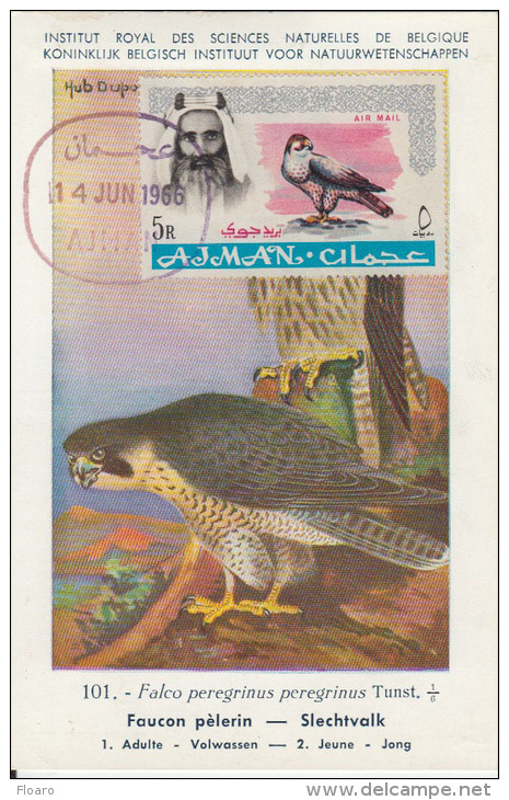 Carte-Maximum AJMAN / Faucon Pélerin - Ajman