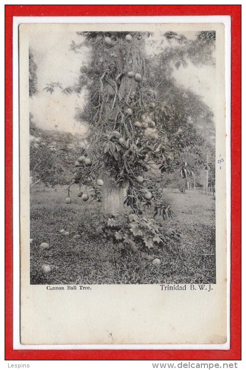 AMERIQUE - ANTILLES - CUBA -- TRINIDAD -- Cannon Ball Tree - Cuba