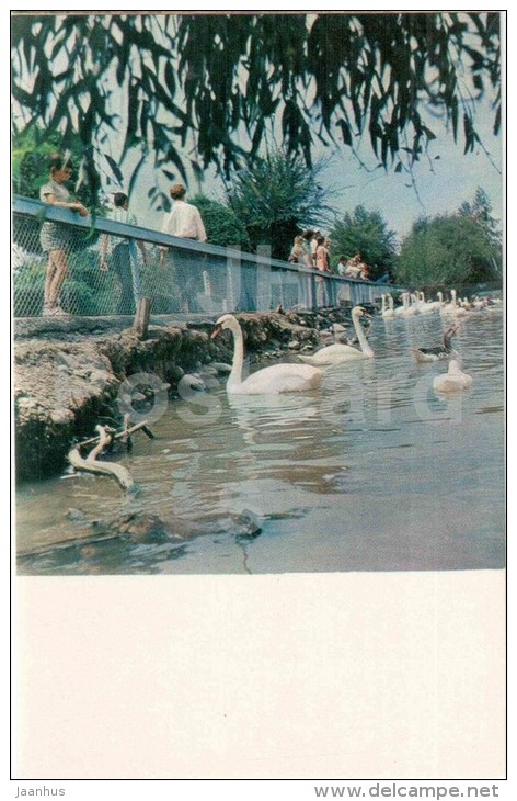 Swans At Exhipition Area Of Kirghiz SSR - Bishkek - Frunze - Kyrgyzstan USSR - Unused - Kirgisistan