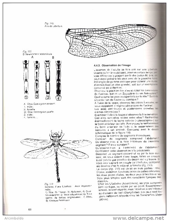 Initiation écologique Au Cours De Zoologie - Documentation 51 - 1976 - Milieu Dulcicole Et Terrestre - 18 Ans Et Plus