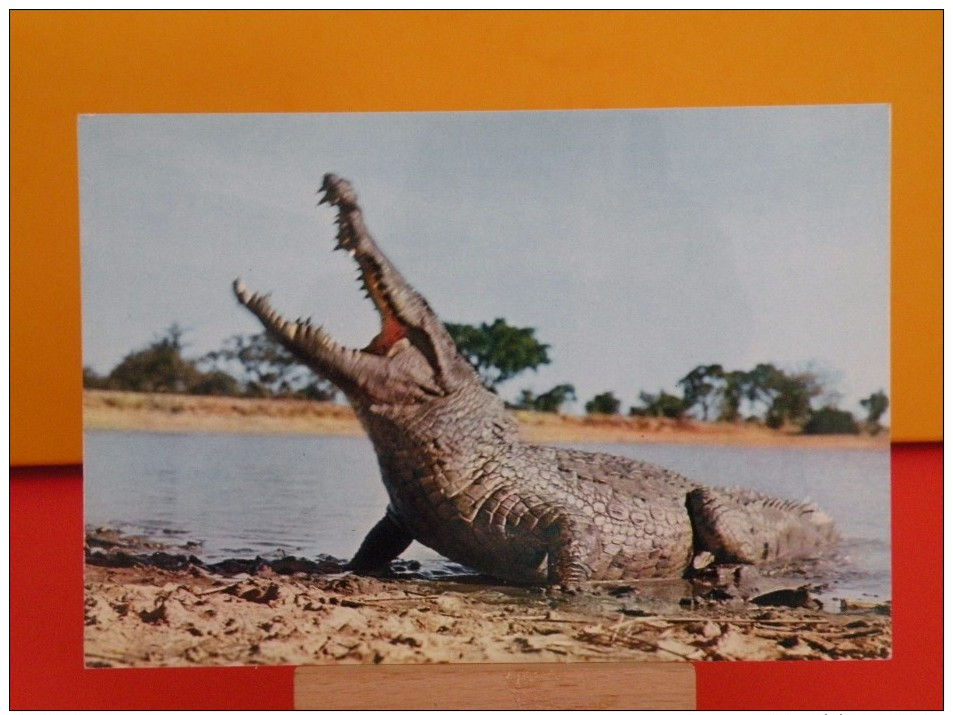 Faune Africaine - Crocodile - Non Circulé - Un Clic Sur La Photo .. - - Sonstige & Ohne Zuordnung