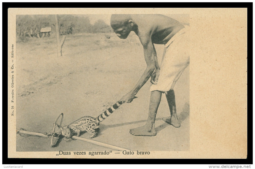 AFRICA - ANGOLA -COSTUMES - "Duas Vezes Agarrado" Gato Bravo (Ed. Ferreira Oliveira & C.ª Nº 76) Carte Postale - Angola