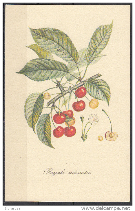 4 - Cartoncino Illustrativo - Prunus Avium - Ciliegia - Royale Ordinaire - - Altri & Non Classificati