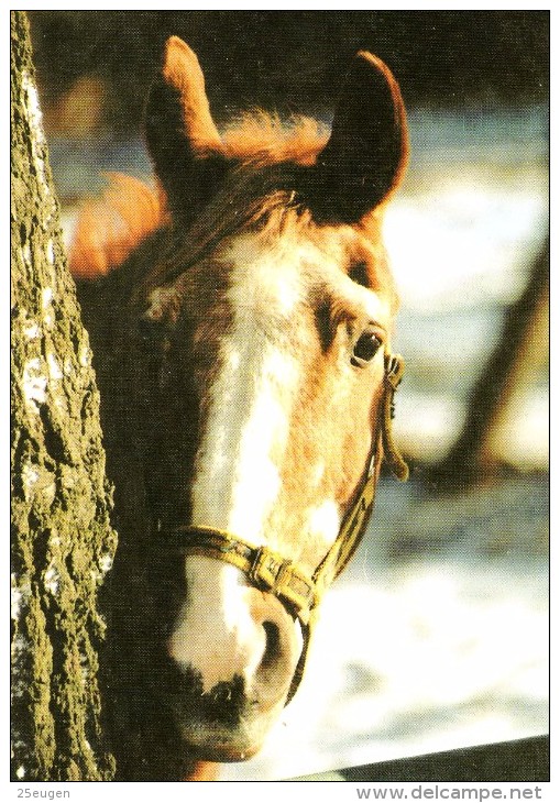 HORSES / PFERDE / CHEVAUX /  POSTCARD UNUSED     ( H  3548  / - Pferde