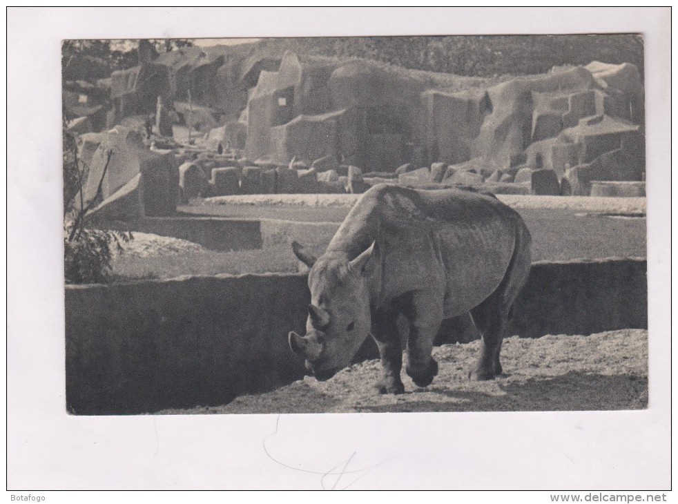 CPA LE RHINOCEROS D AFRIQUE AU PARC ZOO DE VINCENNES - Neushoorn