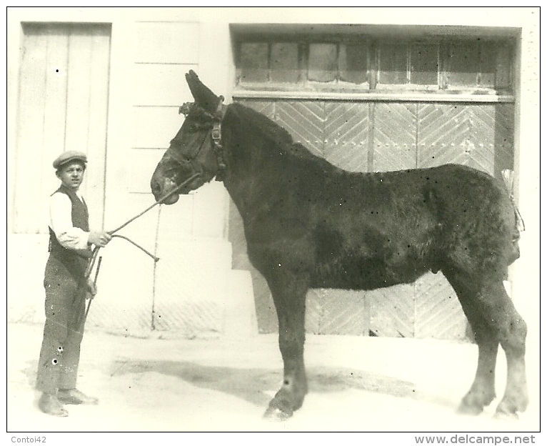 13 ARLES TRINQUETAILLE PHOTOGRAPHIE PHOTO GEORGE ARLES PAUL CLAVIER MARCHAND DE CHEVAUX METIER BOUCHES DU RHONE - Arles