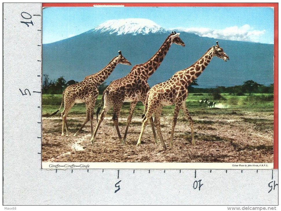 CARTOLINA VG KENIA - Giraffe Nella Savana - 10 X 15 - ANN. 1975 - Kenia