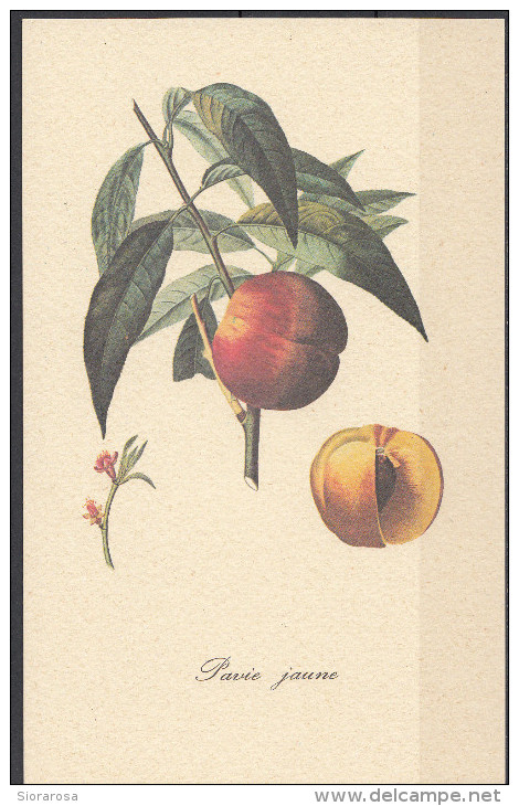 3 - Cartoncino Illustrativo - Prunus Persica - Pesche - Pavie Jaune - Altri & Non Classificati