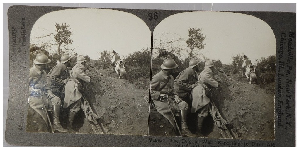 WWI.LE CHIEN DANS LA GUERRE RAPPORTE A L'éQUIPE  DE SECOURS LE CASQUE D'UN SOLDAT BLESSé.           A37. - Photos Stéréoscopiques