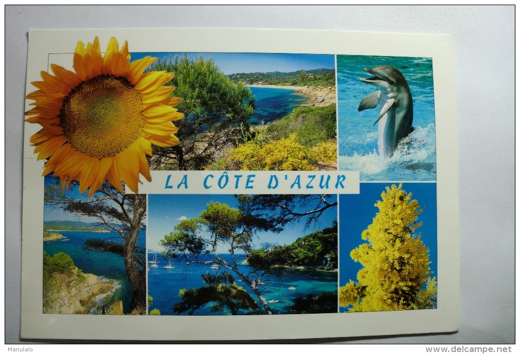 La Côte D´azur - Dauphin - Fleurs Mimosas - Tournesol - Dauphins