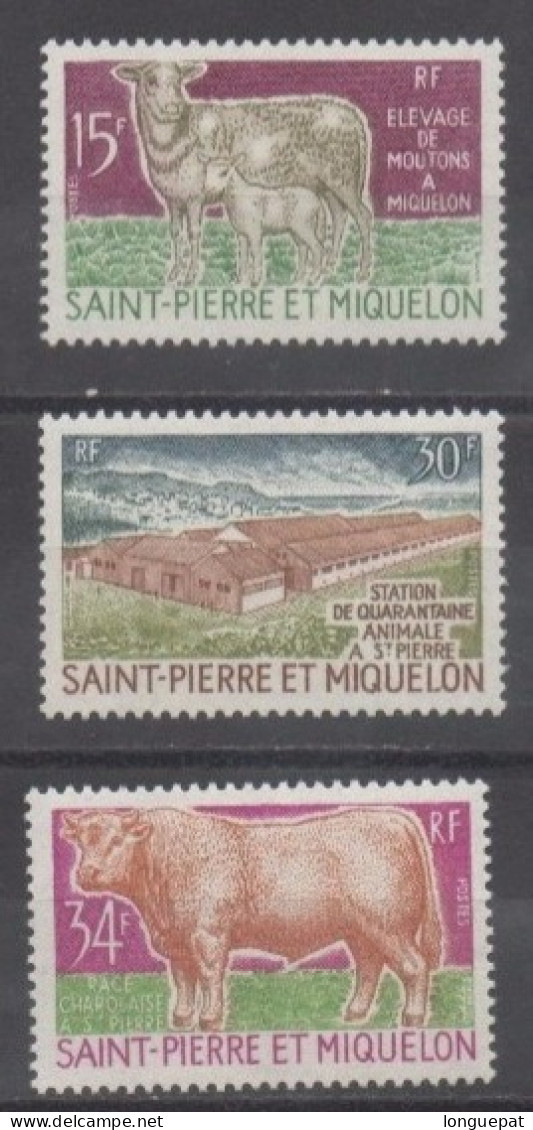 SAINT-PIERRE Et MIQUELON :Elevage - Agriculture - Elevage De Moutons, Race Charolaise (bovins), Station De Quarantaine - Nuovi