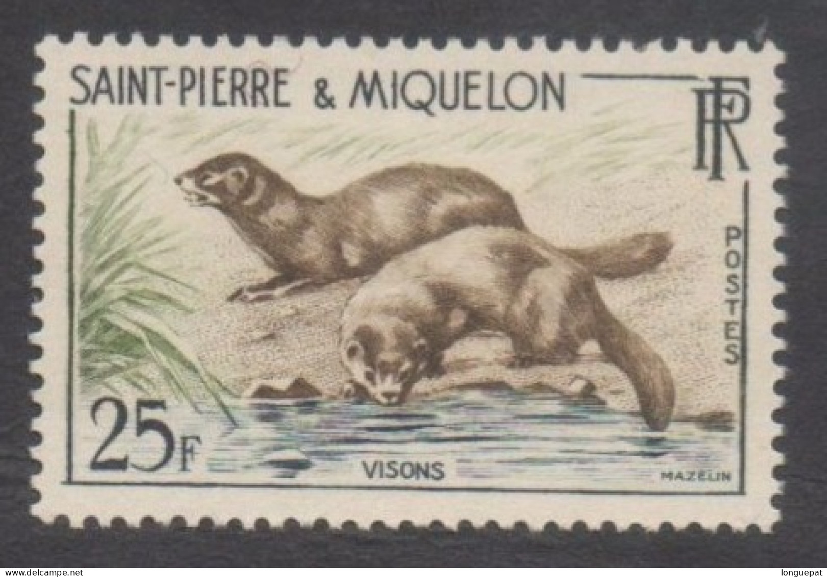 SAINT-PIERRE Et MIQUELON :Faune - Visons - Famille Des Mustélidés - Mammifères - - Nuovi