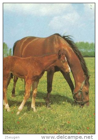 HORSES / PFERDE / CHEVAUX /  POSTCARD UNUSED     ( H  3642  / - Pferde