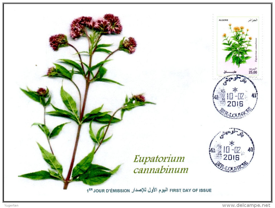 ALGERIA 2016 FDC Medicinal Plants Plantes Medicinales Flora Flore Heilpflanzen Plantas Eupatorium Cannabinum - Geneeskrachtige Planten