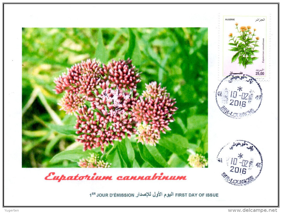 ALGERIA 2016 FDC Medicinal Plants Plantes Medicinales Flora Flore Heilpflanzen Plantas Eupatorium Cannabinum - Geneeskrachtige Planten