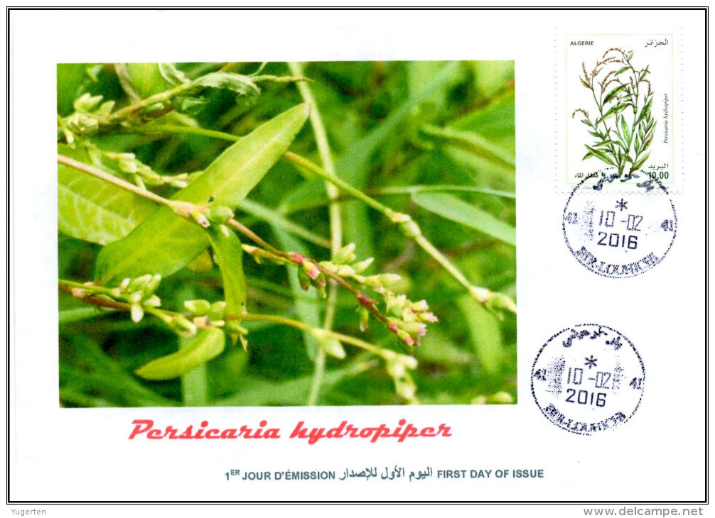 ALGERIA 2016 FDC Medicinal Plants Plantes Medicinales Flora Flore Heilpflanzen Plantas Persecaria Hydropiper Health - Geneeskrachtige Planten