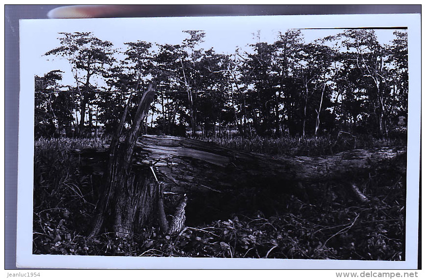 ILE MAURICE PHOTO CARTE - Maurice