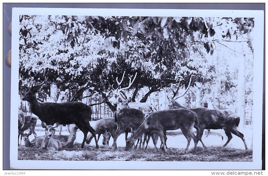 ILE MAURICE PHOTO CARTE - Maurice