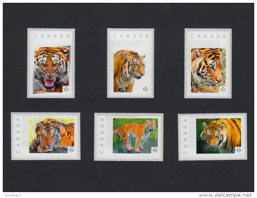 Lq. TIGER Set Of 6 Picture Postage MNH Stamps Canada 2016 [p16/01tg6] Low Inventory! - Big Cats (cats Of Prey)