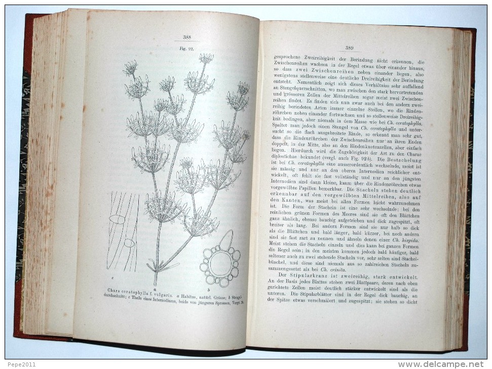 Botanik Die CHARACEEN ( Characées ) Von Deutschlands, Oesterreichs  Und Der Schweiz  Von Dr W Migula - Other & Unclassified