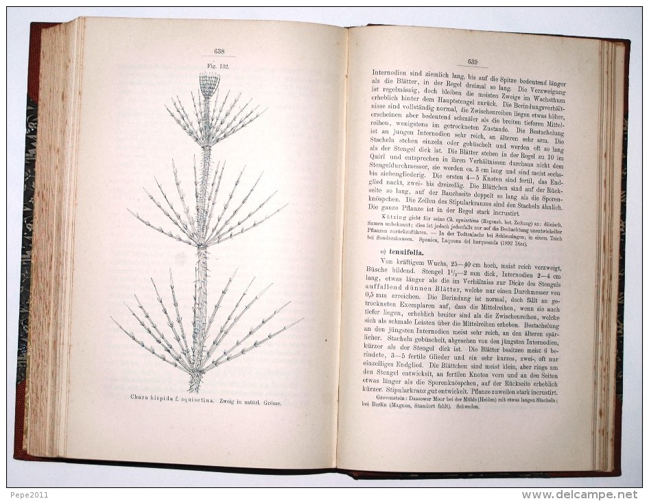 Botanik Die CHARACEEN ( Characées ) von Deutschlands, Oesterreichs  und der Schweiz  von Dr W Migula