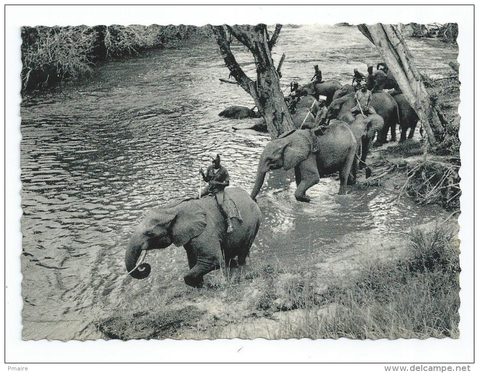 CPA CPSM Le Congo D´ Aujourd´hui Le Bain Des éléphants 1959 - French Congo