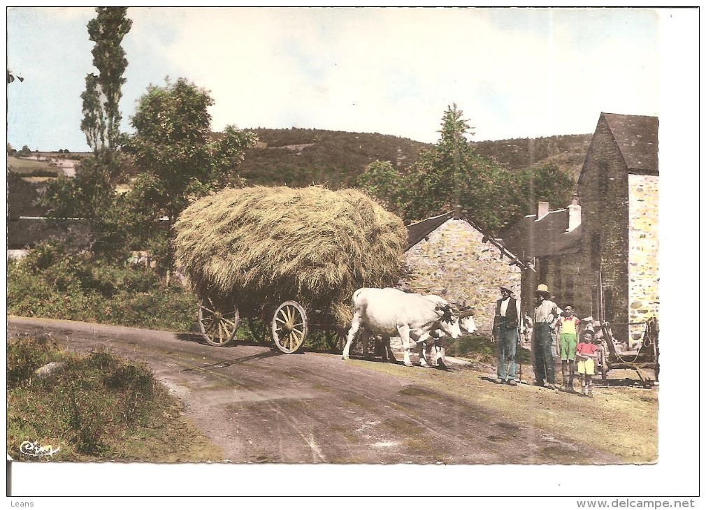 SCENE MORVANDELLE La Rentrée Des Foins ,bel Attelage De Boeufs   No 14 - Spannen