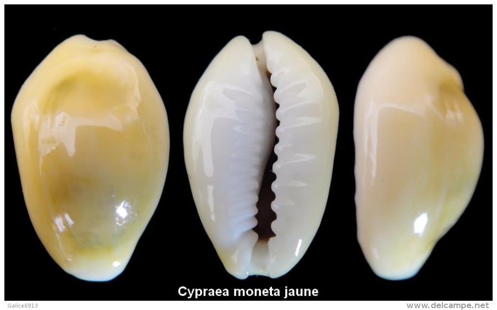 Cypraea Moneta Golden - Conchas Y Caracoles