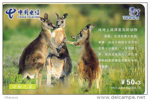 Kangourou Kangaroo Jungle Animal  Télécarte  Phonecard  Telefonkarte B308 Bis - Chine