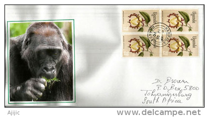 Lettre De Kampala.OUGANDA.(bloc De 4 Fleurs De Calabash Nutmeg) Illustration Tête De Gorille, Adressée En Afrique Du Sud - Gorilles