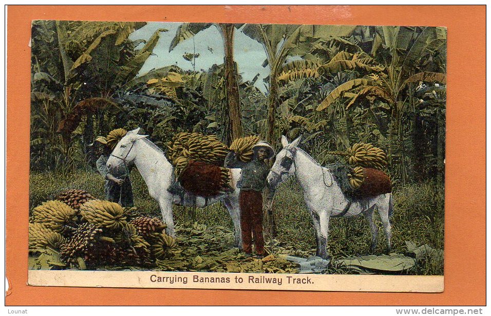 Carrying Bananas To Raillway Track - Costa Rica - Costa Rica