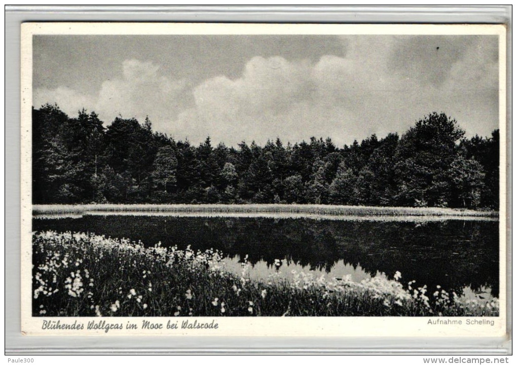 Walsrode - Blühendes Wollgras Im Moor - Walsrode