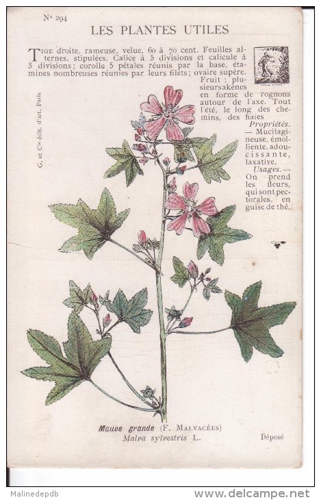CP N° 294 - LES PLANTES UTILES : MAUVE GRANDE (F. Malvacées) Malva Sylvestris L. - Plantes Médicinales
